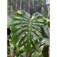 Monstera Thai Constellation