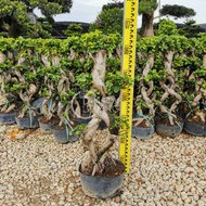 TKL - Outdoor Big Size Bonsai Ficus Microcarpa 'S'/Huat/Single Stem 室外盆景金钱榕‘S’/发/单杆