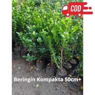 bahan bonsai beringin kompakta / bibit beringin compacta kobpro 2352ce