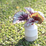 水培植栽 l 蝦蟆秋海棠_室內植物 辦公室盆栽 觀葉植物