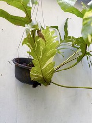 斑葉櫟葉槲蕨（學名：Drynaria quercifolia 'Variegated'