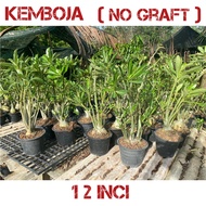 Pokok Bunga Kemboja no graft / kemboja holland