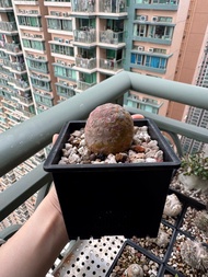 習志野 塊根 象牙宮 植物 盆栽 龜甲龍 橄欖 龍舌蘭 象足漆樹 多肉 仙人球 仙人掌