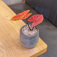 嘻哈果汁彩葉芋 磨石子水泥盆栽 桌上型盆栽 辦公室植栽 開幕禮