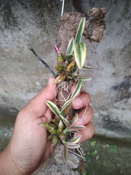 Anggrek Dendrobium Mini Variegata Kmu