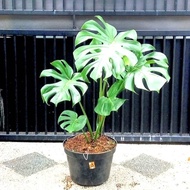 Monstera King | Tanaman Hias Monstera King Giant | Monstera Besar