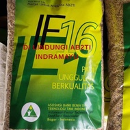 BENIH PADI IF 16 ORIGINAL AB2TI ORI TERMURAH 5KG POTENSI HASIL 14 TON