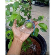 Pokok Bidara Hybrid/Bidara Apple