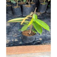 Anak Pokok Durian D24