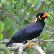 Burung beo anakan mandiri
