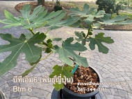ต้นมะเดื่อฝรั่งพันธุ์ญี่ปุ่น บีทีเอ็ม6 ใกล้ติดผลกระถาง 12 นิ้ว/btm6 figs tree wiht fruit in 12” cont