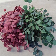 Apple Eucalyptus Round Leaf Eucalyptus Beautiful Leaf Eucalyptus Preserved Flower diy Flower Materia