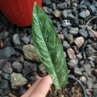 rhaphidophora megasperma superstar