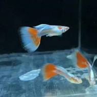 Albino sky red Guppy Fish For aquascae
