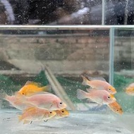 【嘉嘉寵物】紅尼羅 🐟觀賞魚 食用魚 美味可口