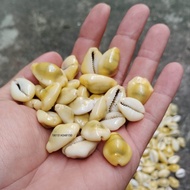 Biji Congklak Kerang Kuwuk Asli Alami Kuning 100 gram