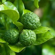 Bibit Benih Biji Jeruk Limo / Limau - Biji Tanaman Pohon Jeruk Limo