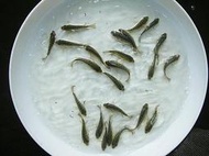 小吳郭魚苗、小龍鯉，錦鯉、紅白金魚、如意、鯰魚、草魚 烏鰡、鯉魚、大頭鰱、白鰱、各類池塘養殖魚苗批發