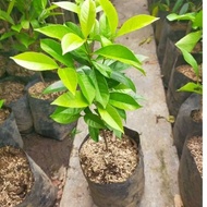 Bay plant seeds, leaves, cooking spices