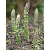 Asparagus roots akar seedling芦笋根苗快速生笋 READY STOCK