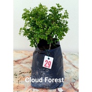 Dwarf Murraya paniculata micro leaves  七里香细叶, Pokok sedap malam/kemuning/Orange Jessamine