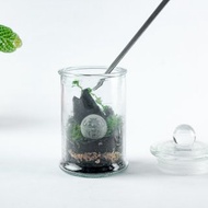 【多入優惠】植炭生態瓶 | 迷你款 DIY材料包 含教學影片