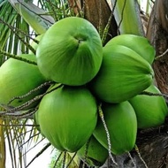 Ada Bibit Kelapa Hijau