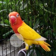 Adeeva Point | Lovebird Biola Lutino MH | Mata Hitam