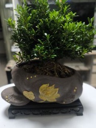 老莊小葉赤楠樹