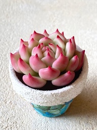 粘土多肉課程 桃太郎的製作方法