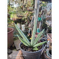 In-stock现货SANSEVIERIA 虎尾兰SANSEVIERIA Rhino White Silver 白肌佛手虎尾兰