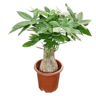 Indoor Old Potted Plants Living Room Green Thick Rod Tree Office Fortune Tree Good Large Pile Four S