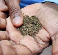 Indian Surti Khaini  सुरती उत्तर प्रदेश वाला