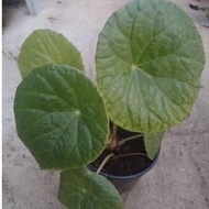 Begonia sudjannensis (Begonia sudjanae)
