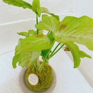 【植物苔球】紙屑 合果芋 苔球  療癒 文青 送禮 觀葉植物 室內