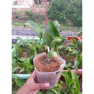 Dendrobium dewasa betta anggrek