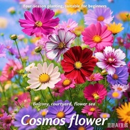 F106 COSMOS FLOWER JC GARDEN SEED BIJI BENIH BUNGA KOSMOS