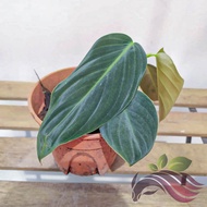 Philodendron Gigas by LS Group