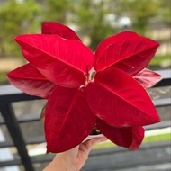 anakan aglonema suksom jaipong red full 1/2 daun