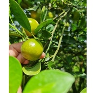 Limau Kasturi Fresh Besar Per 1KG++ Direct Kebun