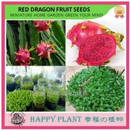 only seed100pcs RM2 Red Dragon fruit seed miniature garden indoor plant decoration FREE DECORATION L