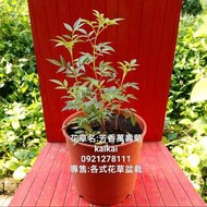 芳香萬壽菊.台南.香草植物