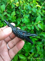 Unik Pipa tokok akar bahar hitam ukir kepala burung Diskon