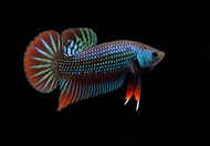 Ikan Betta Imbellis