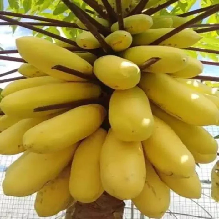 promo isi 10 butir benih pepaya golden/ pepaya kuning