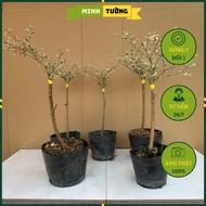 Cây Bàng Cẩm Thạch Đài Loan - Cây Cảnh Sân Vườn