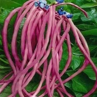 [Size 9-12cm] Lan Fei Meat Loofah Seed Seed Vegetable Seed Factory Direct Loofah Seed