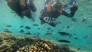 澎湖-樂福海洋工坊| 珊瑚海洋花園浮潛體驗