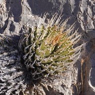 種子 象牙妖炎 曲刺妖炎 龍舌蘭 Agave utahensis var. eborispina 多肉植物 塊根植物 象牙宮 龜甲龍 仙人球