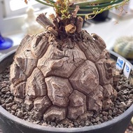 精品｜南非龜甲龍｜Dioscorea elephantipes  ｜———｜塊根植物｜象牙宮｜龜甲龍｜曲刺妖炎｜橄欖｜象足漆樹｜多肉植物｜龍舌蘭｜嚴龍｜